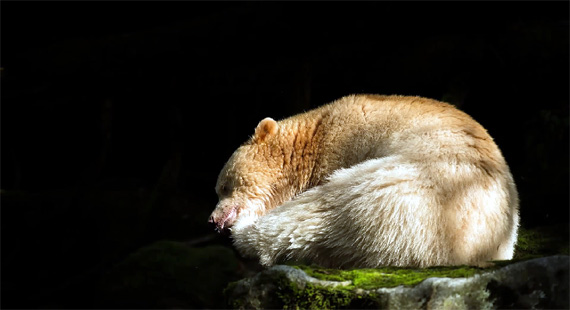 in pursuit of the spirit bear