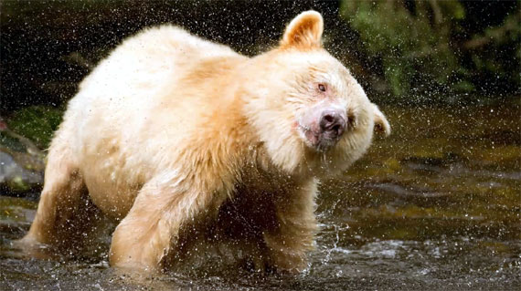 photographing the spirit bear