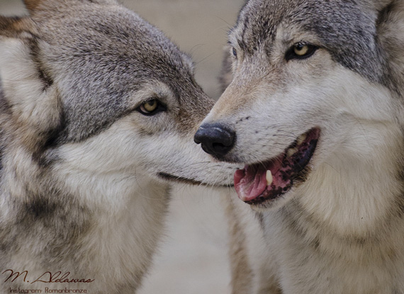 wildlife photography