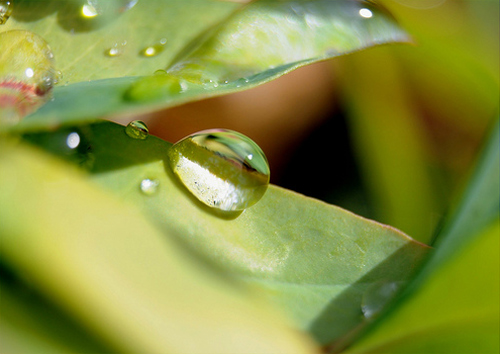 What is the best option for taking a macro photography