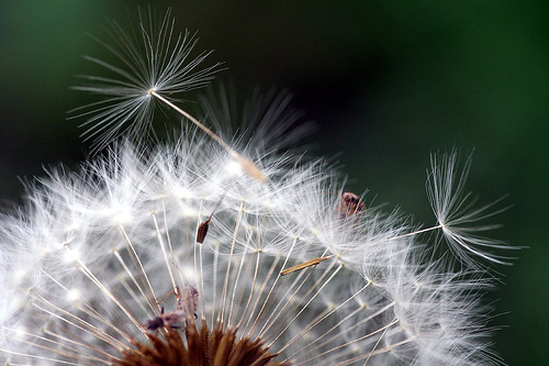 What is the best option for taking a macro photography