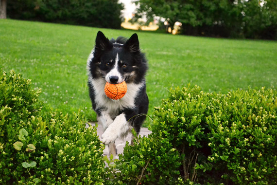 dog photography