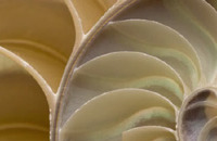 The Golden Ratio vs. The Rule of Thirds: Which is Best?