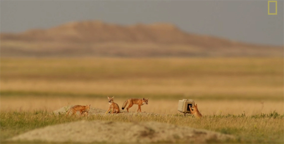 wildlife photography fox foxes south dakota grassland telephoto