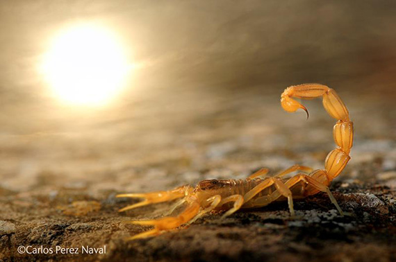 carlos perez naval young wildlife photographer of the year 2014