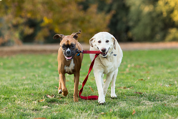 how to take photos of dogs