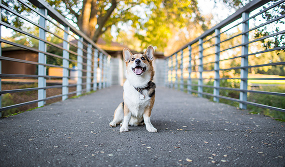 better dog portrait tips