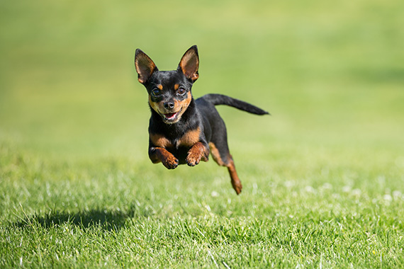 dog action photography