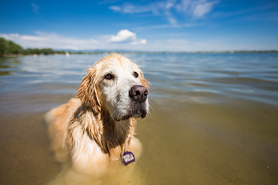 how to photograph dogs