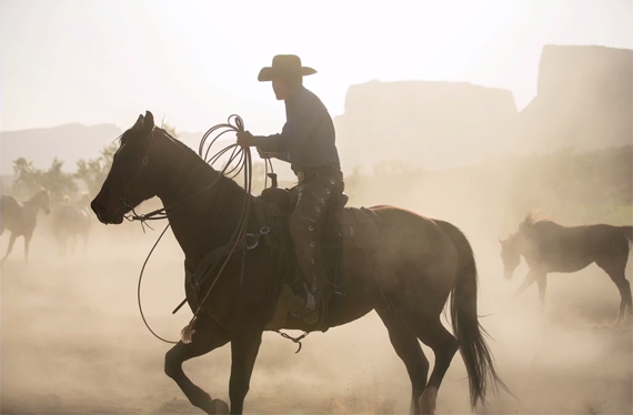 horses cattle livestock cows rancher rope riding horseback corral wrangler