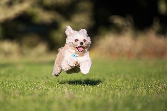 how to photograph running dogs