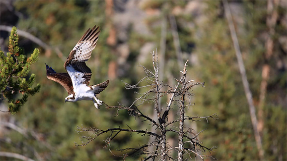 wildlife photography continuous shooting mode