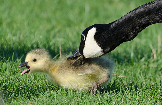 geese photography