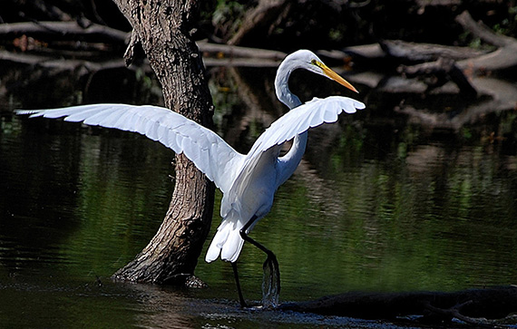 egret photography