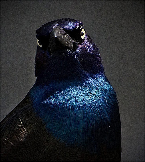 grackle photography