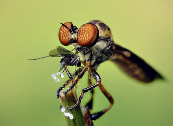 Robber fly on a light background. Image copyright Thomas Shahan.