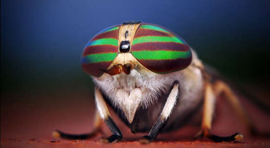 "Female Tabanus lineola Horse Fly", copyright Thomas Shahan.