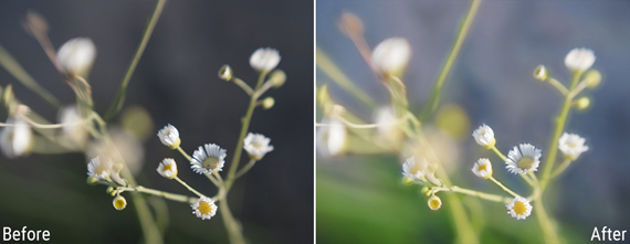 topaz glow flowers