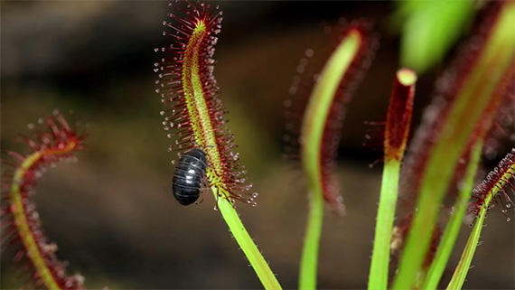 potato bug timelapse