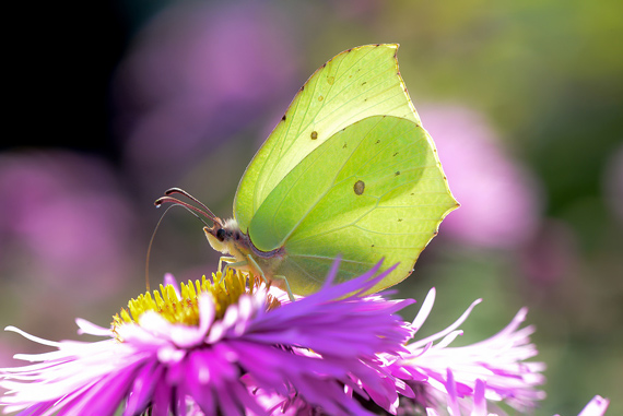 macro nature photography