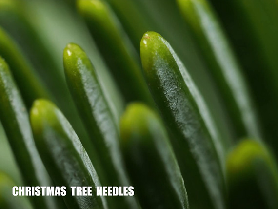 macro shot of pine needles