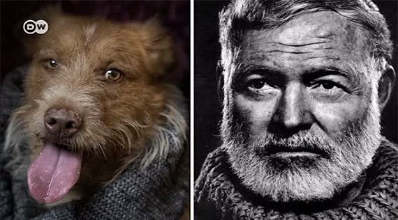 dog as hemingway photo