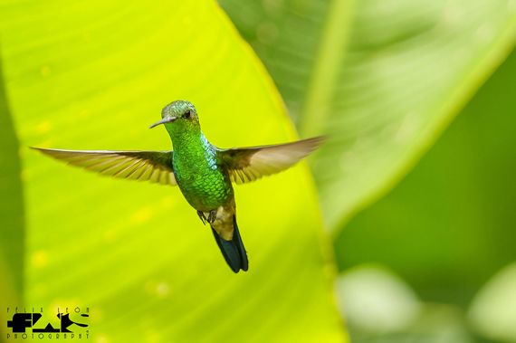 green hummingbird