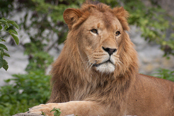 safari lion photo