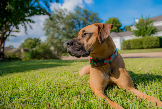 dog portrait