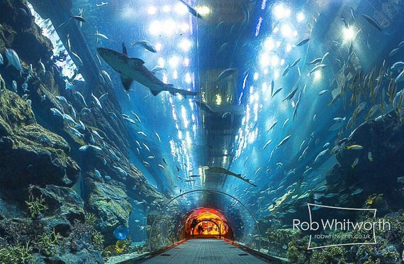 aquarium photo