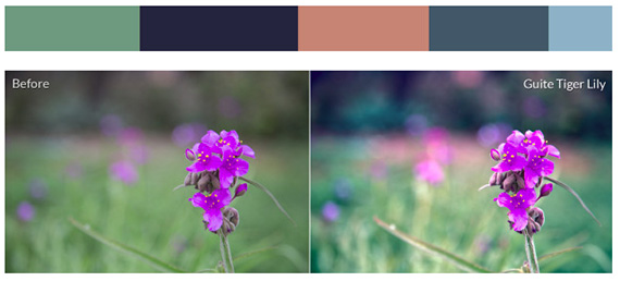 wildflower photography presets from topaz