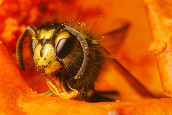 macro bee