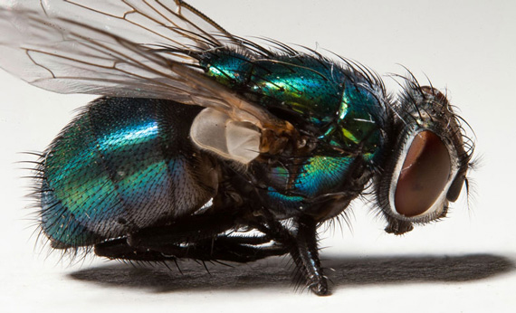 macro photo of fly