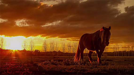 horse at sunrise photo