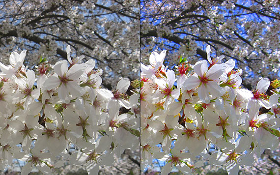 flowers side by side editing