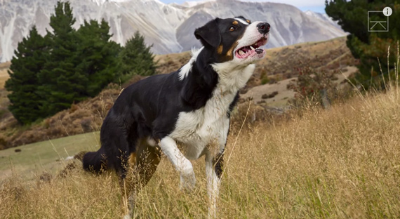 working dog in field