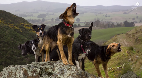 herding dogs