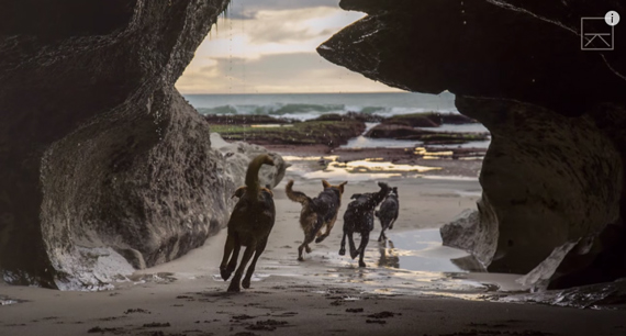 dogs running on beach