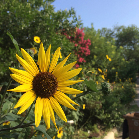 blur sunflower background