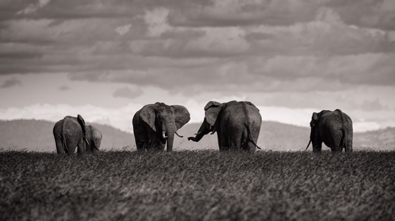 African elephants