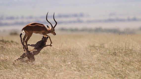 wildlife in Kenya