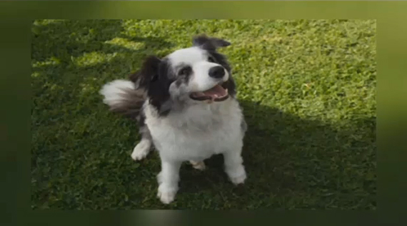 photo of black and white dog