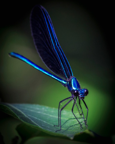 sitting dragonfly