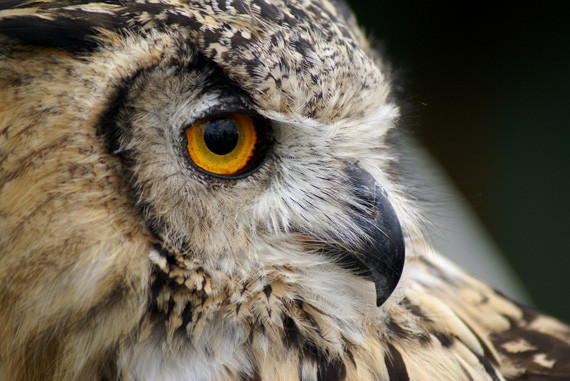 wildlife bird owl