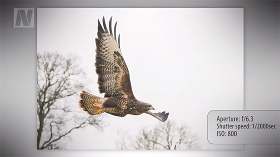 Use of negative space in bird photography