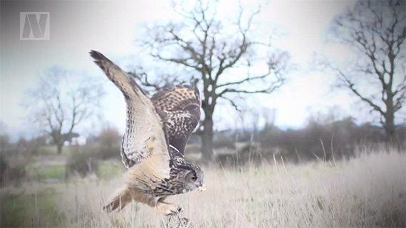 Tips on photographing birds