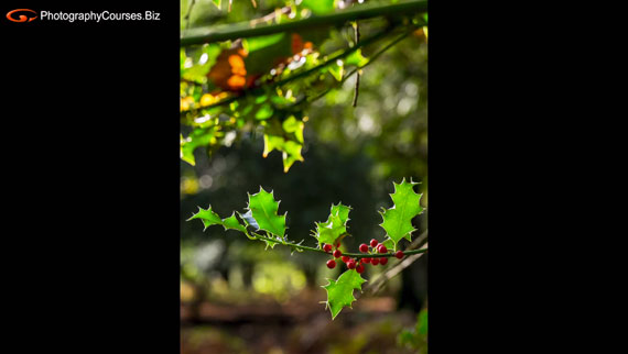 forest photography