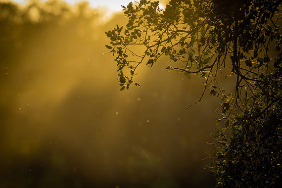 natural back light