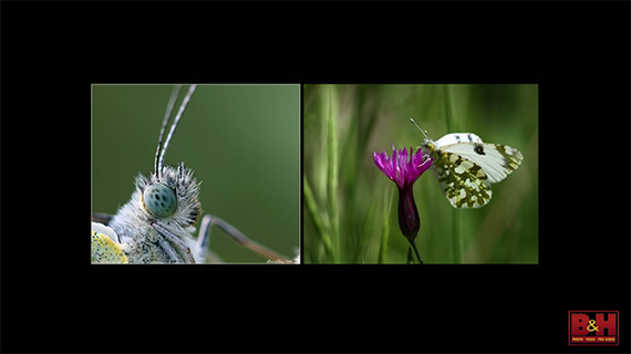 macro vs. close-up