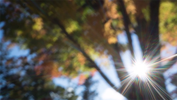 autumn pinhole photography